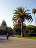 Stanford Palm Trees