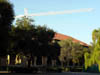 trees and crane